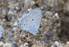 Celastrina lavendularis