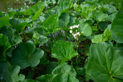 Petasites radiatus