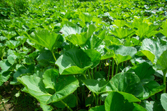 Petasites radiatus