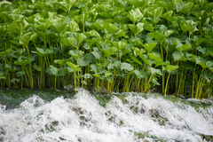 Petasites radiatus
