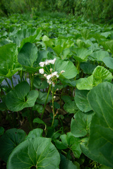 Petasites radiatus