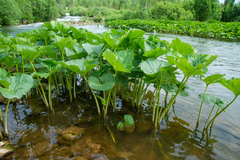 Petasites radiatus