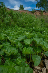 Petasites radiatus