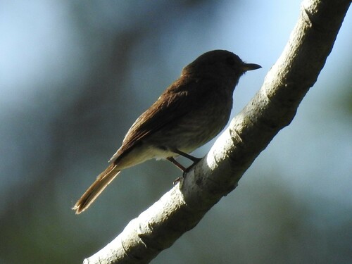 Brown-streaked Flycatcher (Muscicapa williamsoni), photo 7