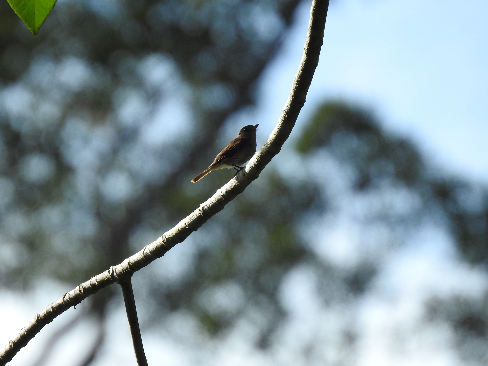 Brown-streaked Flycatcher (Muscicapa williamsoni), photo 2