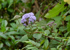 Aristeguietia lamiifolia