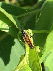 Leptopterna dolabrata