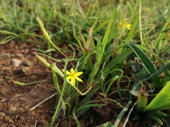 Pauridia trifurcillata