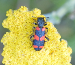 Trichodes punctatus