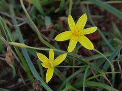 Pauridia trifurcillata