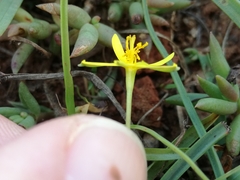 Pauridia trifurcillata