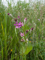 Silene diversifolia