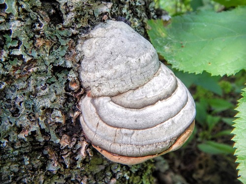 Tikroji pintis nuotrauka