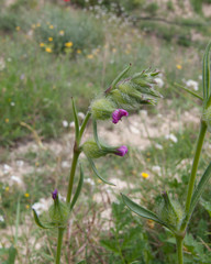 Silene tridentata