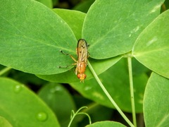 Tetanocera plebeja