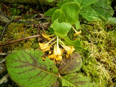 Lonicera hirsuta