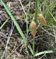 Astragalus ceramicus