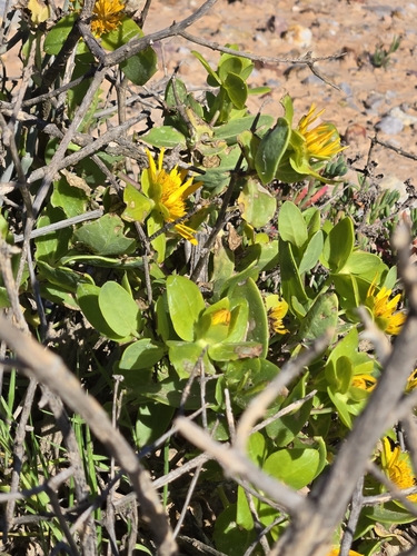 Image of Spiky Saladbush (Didelta spinosa) by (c) Jo Roberts, some rights reserved (CC BY)