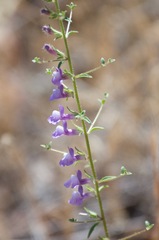 Sairocarpus vexillocalyculatus