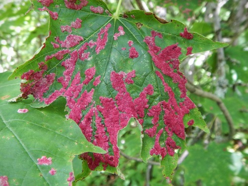 Crimson Erineum Mite