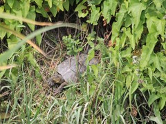 Mauremys leprosa leprosa