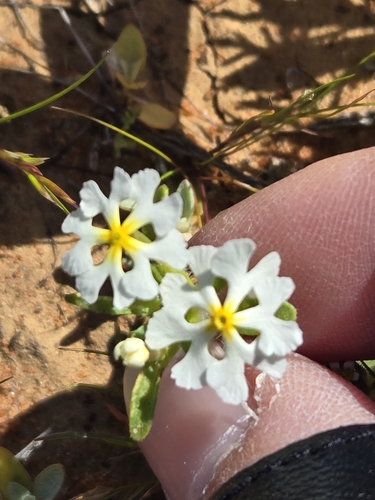 Image of Zaluzianskya affinis by (c) Jo Roberts, some rights reserved (CC BY)
