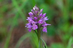 Dactylorhiza sibirica
