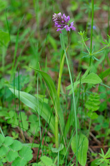 Dactylorhiza sibirica