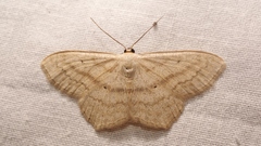 Scopula nigropunctata
