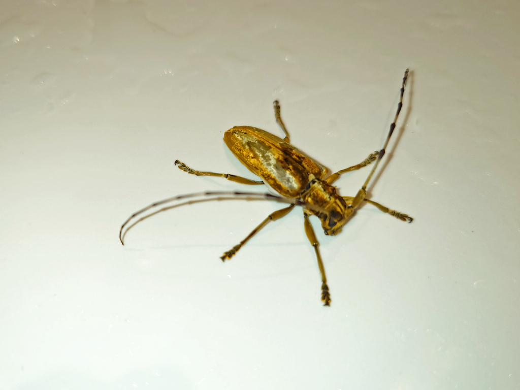 Acalolepta from 中国浙江省杭州市西湖区 on June 20, 2024 at 0924 PM by lukecsun