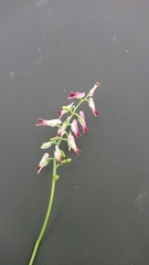 Fumaria purpurea