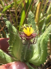 Centaurea benedicta