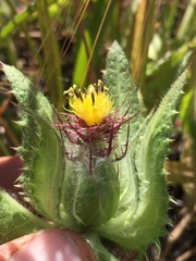 Centaurea benedicta