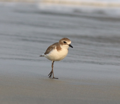Chorlitejo mongol chico (Charadrius mongolus)