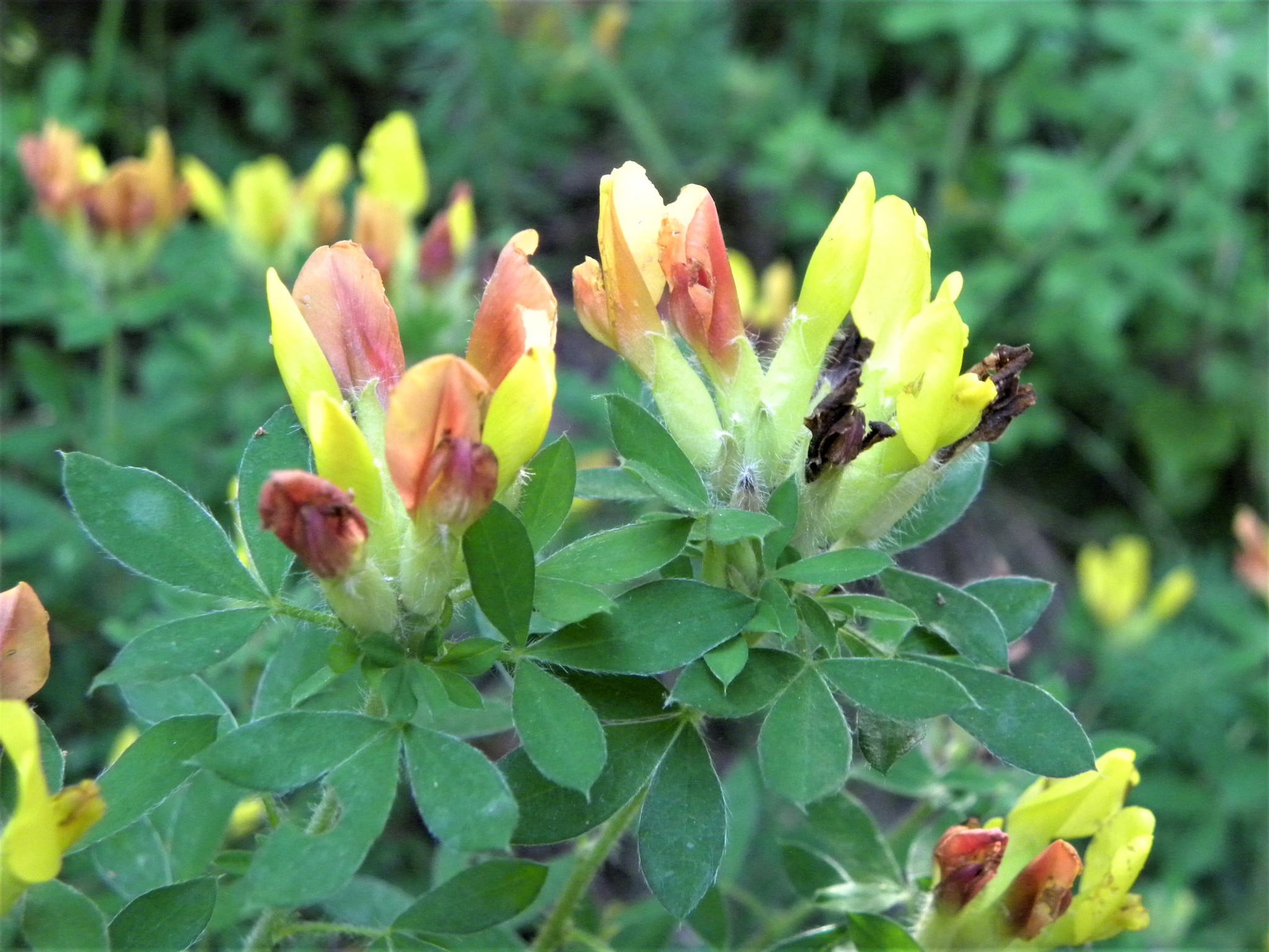 Chamaecytisus supinus