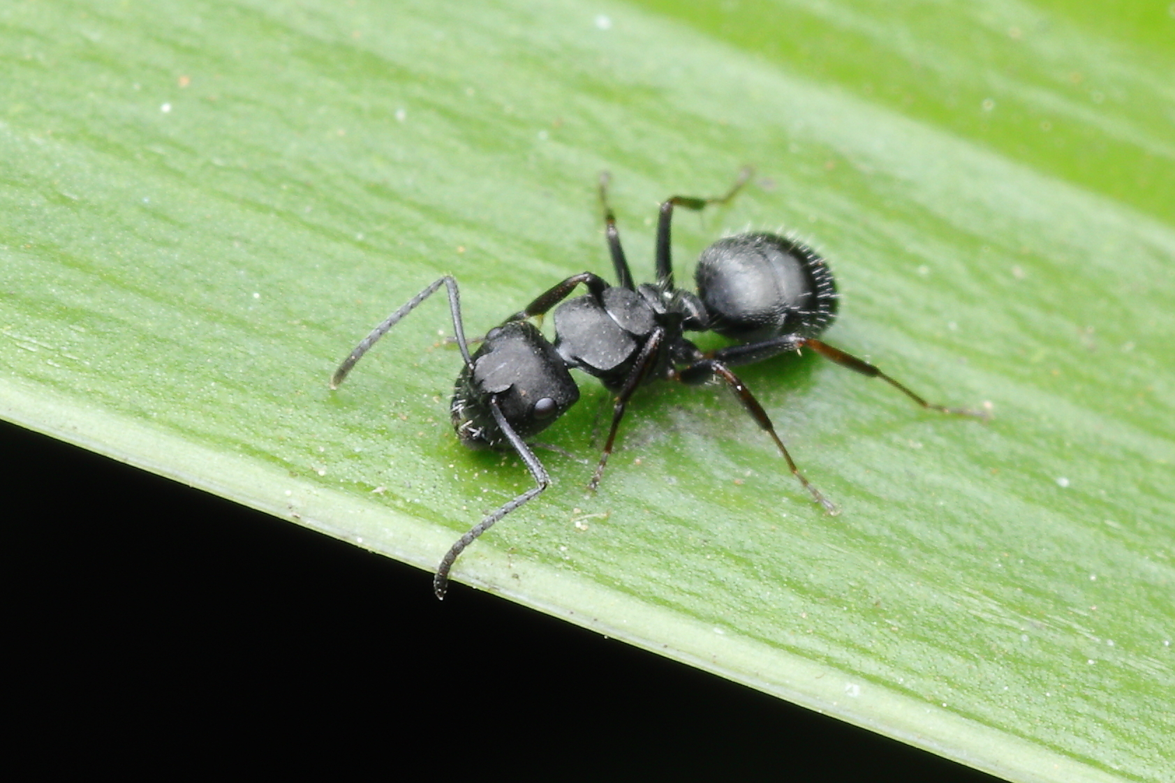 Camponotus hedwigae