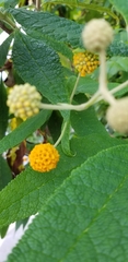 Buddleja globosa