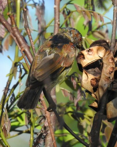 Red-throated Sunbird (Anthreptes rhodolaemus), photo 3
