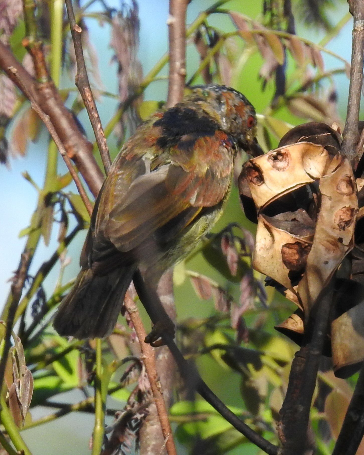 Red-throated Sunbird (Anthreptes rhodolaemus), photo 3