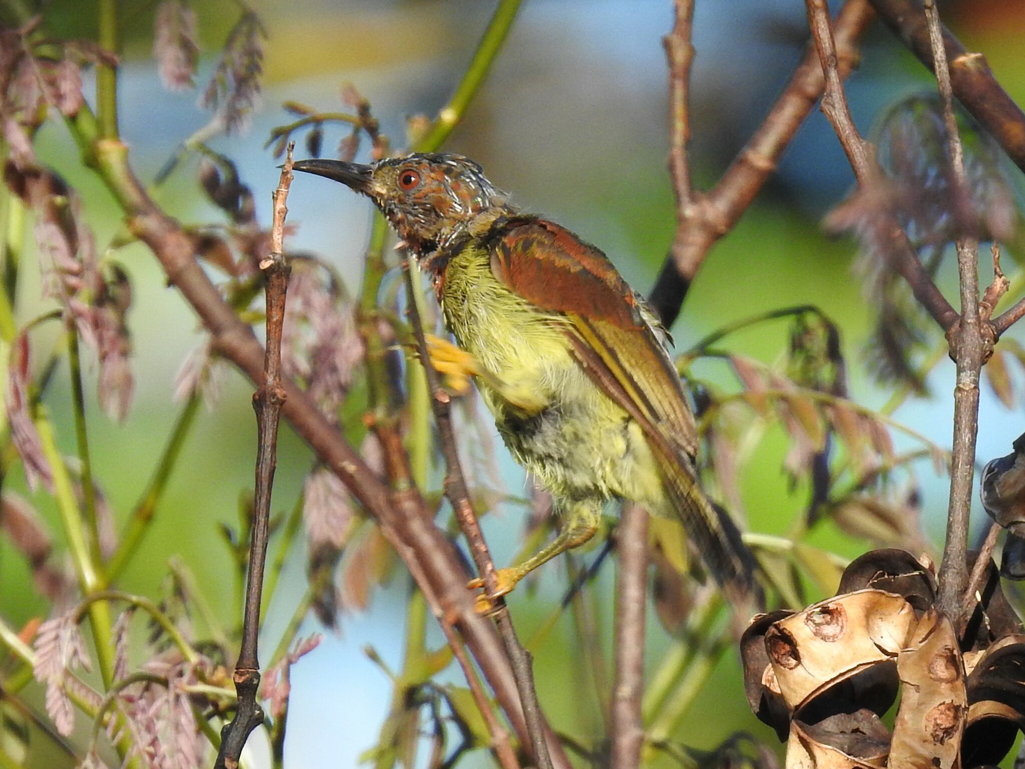 Red-throated Sunbird (Anthreptes rhodolaemus), photo 2