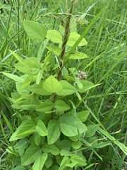 Amphicarpaea bracteata