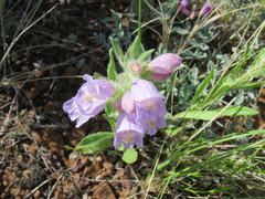 Penstemon eriantherus