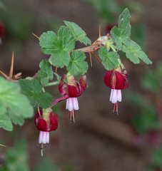 Ribes lobbii