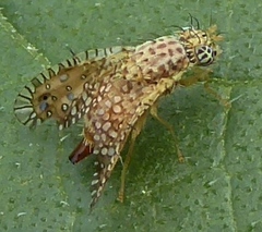 Paracantha gentilis