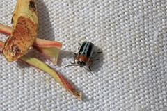 Pachybrachis circumcinctus