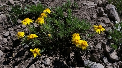 Eriophyllum lanatum integrifolium