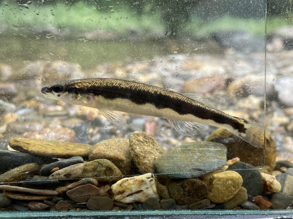 Bridled Darter