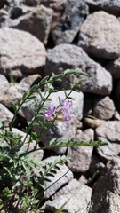 Astragalus whitneyi