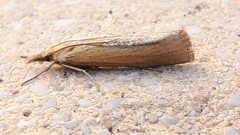Pediasia luteella