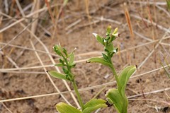 Epipactis dunensis